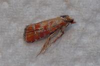 Rhyacionia buoliana