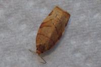 Pandemis cinnamomeana