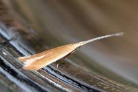 Coleophora badiipennella