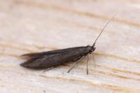 Coleophora lusciniaepennella