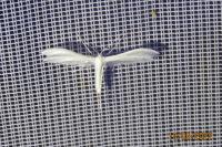 Pterophorus pentadactylus