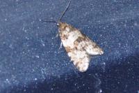 Isotrias rectifasciana
