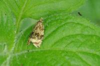 Celypha lacunana