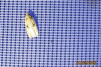 Agonopterix