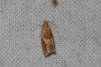 Ancylis obtusana