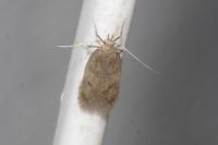 Borkhausenia