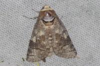 Cossus cossus