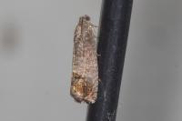 Cydia pomonella