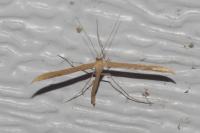 Emmelina monodactyla