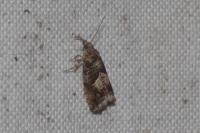 Epinotia immundana
