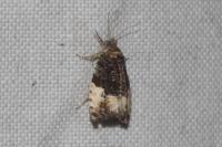 Hedya pruniana