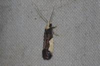 Monopis monachella