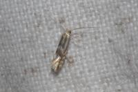 Phyllonorycter