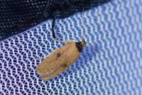 Agonopterix subpropinquella