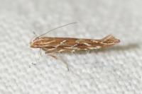 Pyroderces argyrogrammos