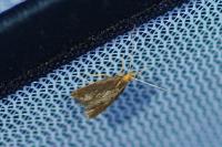 Eurodachtha pallicornella