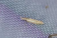 Pleurota aristella
