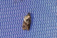 Acleris variegana