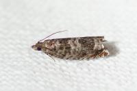Ancylis achatana