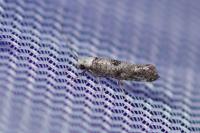 Paraswammerdamia albicapitella