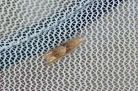 Eucosma conterminana