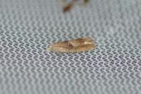 Eucosma conterminana