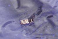 Epinotia thapsiana
