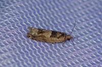 Crocidosema plebejana
