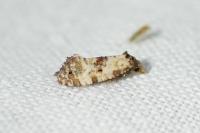 Neocochylis molliculana