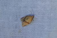 Clepsis consimilana