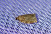 Archips xylosteana