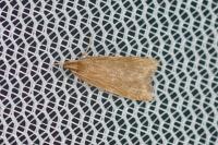 Helcystogramma rufescens