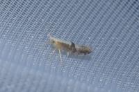 Argyresthia spinosella