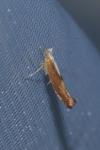 Argyresthia albistria