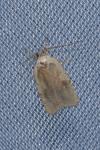Agonopterix nervosa