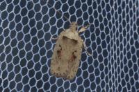 Agonopterix ocellana