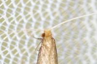 Nematopogon metaxella