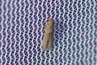 Blastobasis phycidella