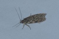 Gelechia muscosella