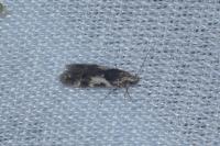 Teleiodes luculella