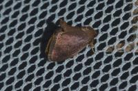 Heterogenea asella