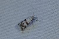 Scythropia crataegella