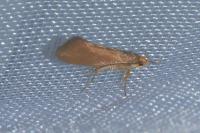Crassa unitella