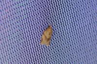 Clepsis consimilana