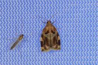 Archips xylosteana