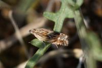 Eucosma aspidiscana