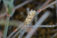 Aethes margarotana