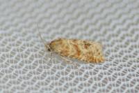 Aethes margarotana