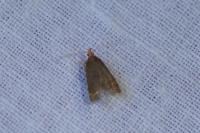 Eurodachtha pallicornella