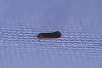 Cephimallota crassiflavella